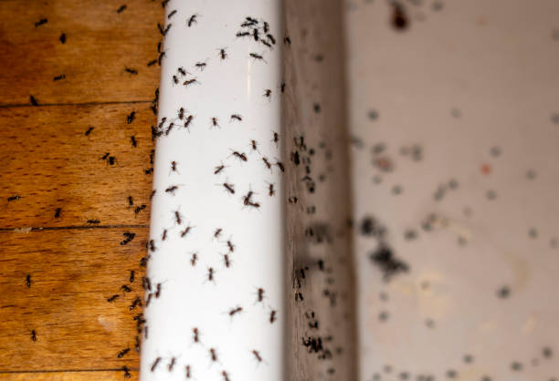 Wasp Removal Services in Laguna Park, TX